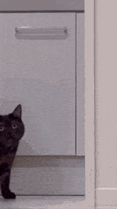Cat Stare GIF - Cat Stare Cute GIFs