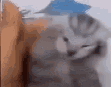 a close up of a cat looking at a person 's hand .