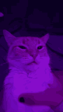 Purple Guy Meme GIF - Purple Guy Meme Cat GIFs