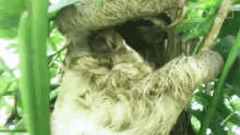 Baby And Mom International Sloth Day GIF