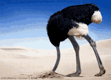 Head Inthe Sand Ostrich GIF
