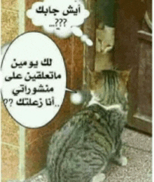 a cat is sitting in front of a door with a speech bubble that says " what "