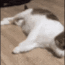 Crazy Cat Acelerado Gato Doidao GIF - Crazy Cat Acelerado Gato Doidao GIFs