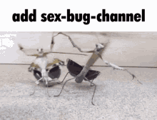 Sex Bug Mantis GIF - Sex Bug Mantis Bug GIFs