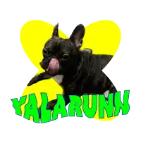 a black dog with its tongue hanging out and the word yalarunn behind it