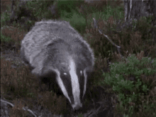 But Heres The Badger GIF