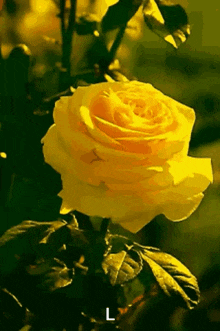 Happy Friendship Day Yellow Rose GIF - Happy Friendship Day Yellow Rose Flower GIFs