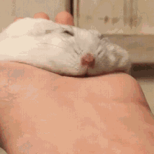 Hampter Hamster GIF - Hampter Hamster Sleep GIFs