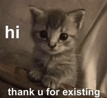 Cat Thank You For Existing GIF - Cat Thank You For Existing Cute Cat GIFs