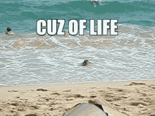 Cuz Of Life Beach GIF - Cuz Of Life Beach Sea GIFs