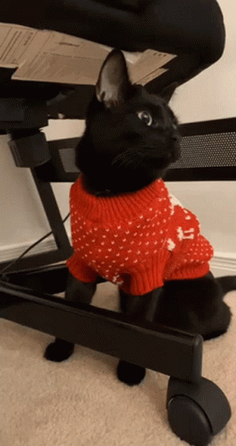 Cat In A Sweater GIFs
