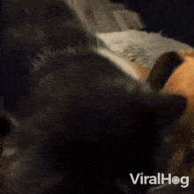 A Cat Trying To Fit In A Small Bed Dog GIF - A Cat Trying To Fit In A Small Bed Cat Dog GIFs