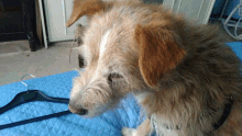 Eatingdog Biscuit GIF - Eatingdog Biscuit Puppy GIFs