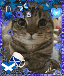 Silly Cat Scottish Fold GIF - Silly Cat Cat Scottish Fold GIFs