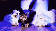 Kitty Cat GIF - Kitty Cat Tophat GIFs