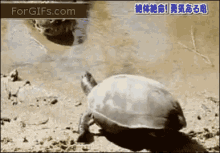 Turtle Nope GIF - Turtle Nope Not Today GIFs