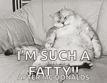 Lazy Fat GIF - Lazy Fat Cat GIFs