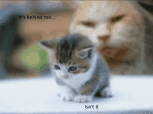 Bad Kitty Scared Kitty GIF - Bad Kitty Scared Kitty GIFs