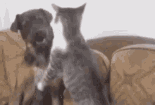 Dogs And Cats GIF - Dogs And Cats GIFs