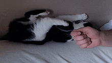 Cat Slipping GIF - Cat Slipping Sliding GIFs