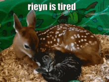 Rieyn Tired GIF - Rieyn Tired Deer GIFs