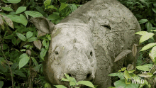wink puntong supporting puntong the rhino world rhino day blink
