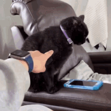 Offended Cat Cat Dont Touch Me GIF