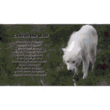 Wolves Wolf Pack GIF - Wolves Wolf Pack Husky GIFs