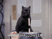 cat halloween
