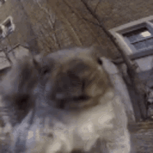 Headbang Squirrel GIF