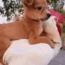 a small brown dog is laying on top of a white duck .