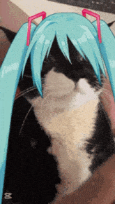 a black and white cat with blue ears and tails