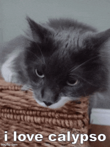 a picture of a cat that says i love calypso on it