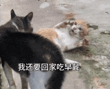 two cats are standing next to each other and one of them is laying on the ground