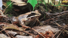 Breathing Frog Origins Explained GIF - Breathing Frog Origins Explained Amphibian GIFs