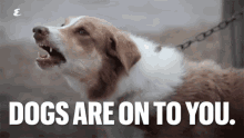 Dogs Are On To You Barking GIF