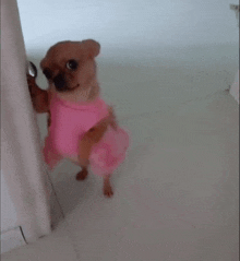 Cadelinha Cadelinha De Rosa GIF - Cadelinha Cadelinha De Rosa Dog In Pink Dress GIFs
