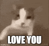 Cat Kiss Love You GIF - Cat Kiss Cat Kiss GIFs
