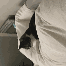 Cat Cat Wake Up GIF - Cat Cat Wake Up Cat Awake GIFs