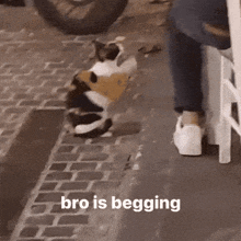 Cat Begging GIF - Cat Begging GIFs