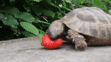 Turtle Strawberry Eating GIF
