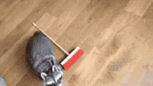 a raccoon is laying on a wooden floor with a broom .