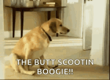 Scoot GIF - Scoot GIFs