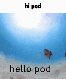 Hello Pod Hi Pod GIF - Hello Pod Hi Pod Pod GIFs