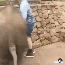 Elephants Baby GIF - Elephants Baby GIFs