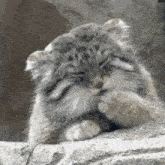 a small cat is sitting on a rock covering its face .