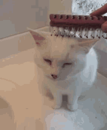 Cat Kitty GIF - Cat Kitty Beauty GIFs