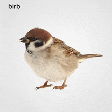 a small brown and white bird is standing on a white background under the word birb