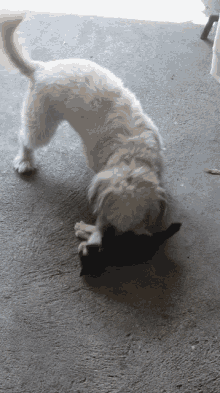 Dog And Cat Cute GIF