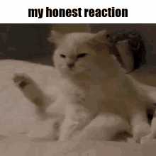 My Reaction To That Information Cat Meme GIF - My Reaction To That Information Cat Meme My Honest Reaction GIFs
